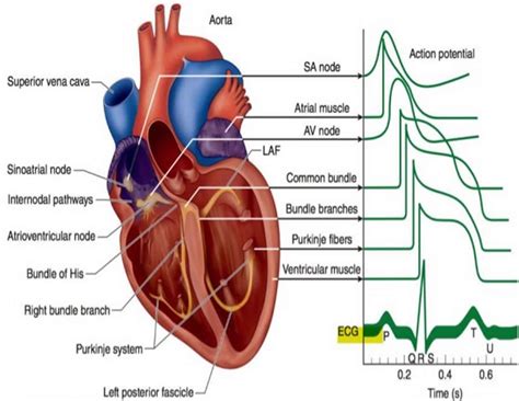 electrophysiology near occidental